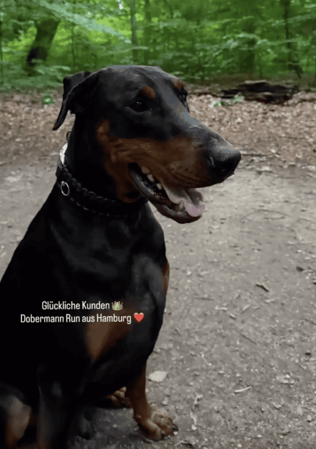 Glückliche Kunden Dobermann Run aus Hamburg Glückliche Kunden Dobermann Run aus Hamburg