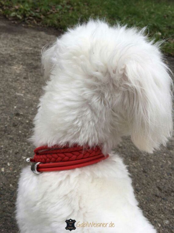 Hundehalsband Leder jede Farbe, kleine Hunde