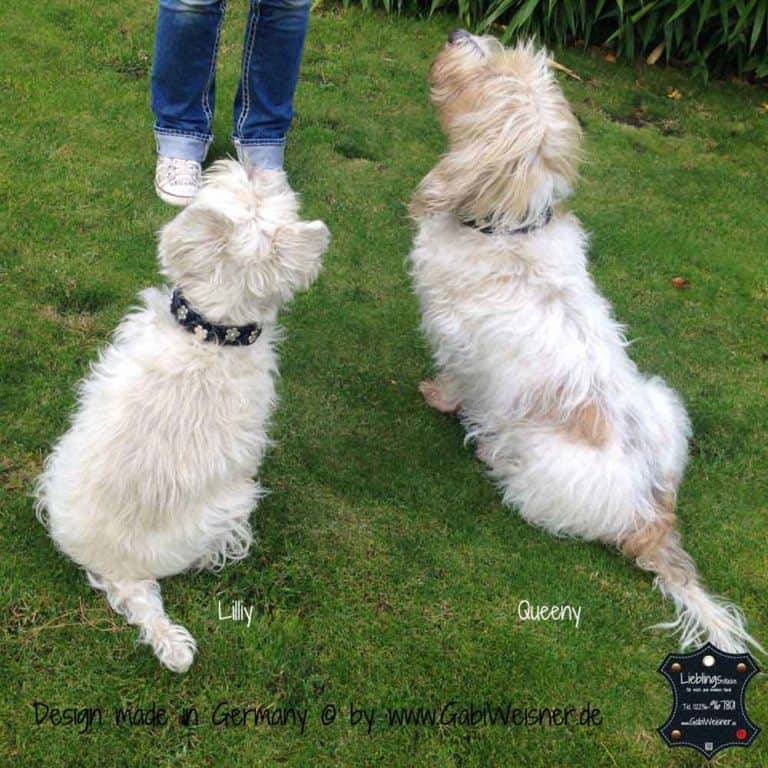 Dreifach Geflochtenes Leder Hund Blei – 50 Cm Lang, Mit Karabiner, Klassisches Design