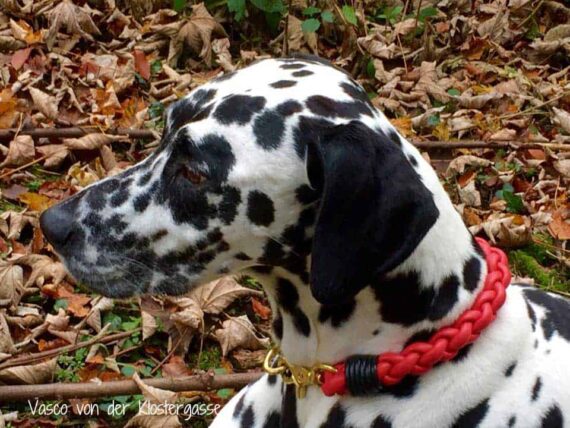 Hundehalsband Leder rund geflochten