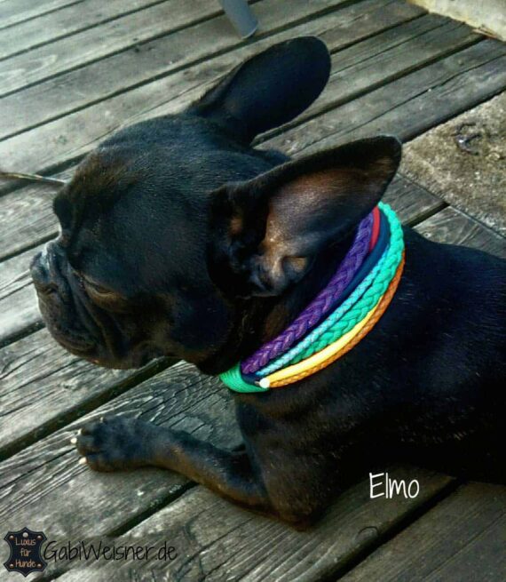 Hundehalsband Regenbogen Leder Mix 5 cm breit