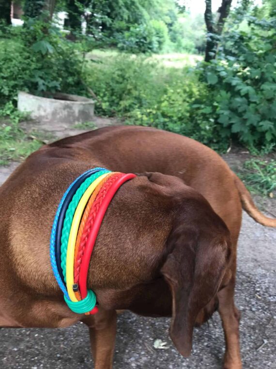 Hundehalsband Regenbogen Fotoshooting mit Simba