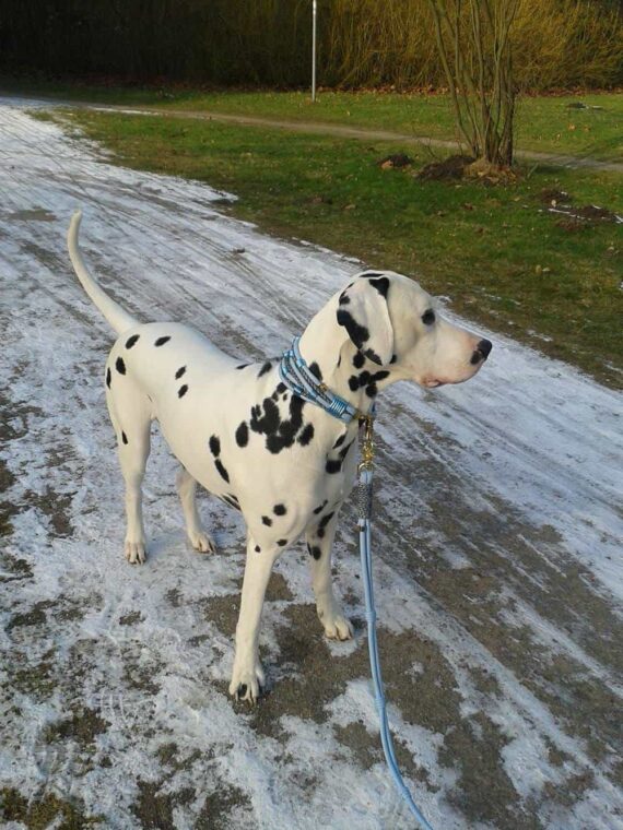 Dalmatiner Samu mit Hundeleine aus Leder in Hellblau.