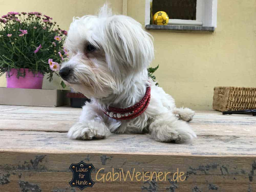Newtensina Hundehalsband & Leine Set – 3-teilig Mit Strass & Krone, Für Kleine Hunde, Rot, Größen XXS Bis M