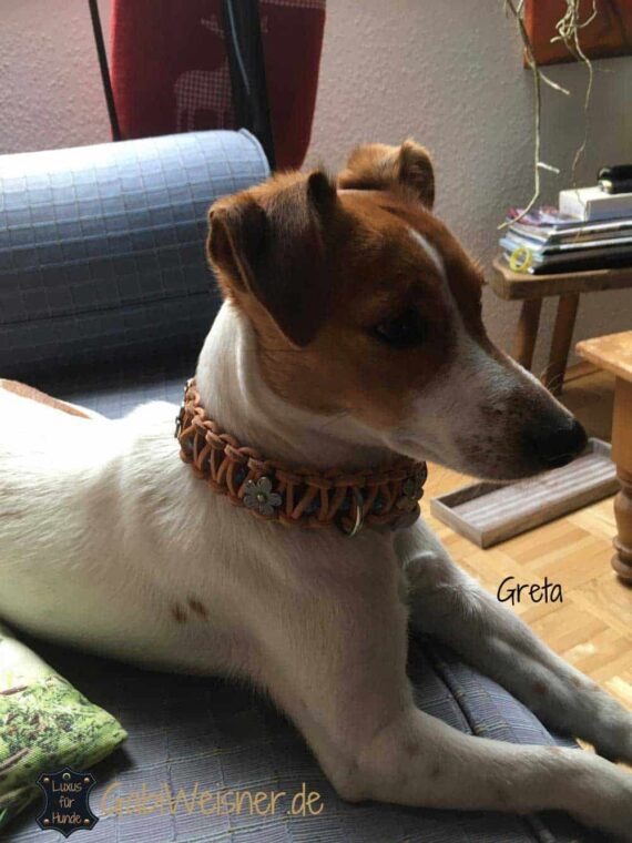 Hundehalsband mit Klickverschluss für kleine Hunde