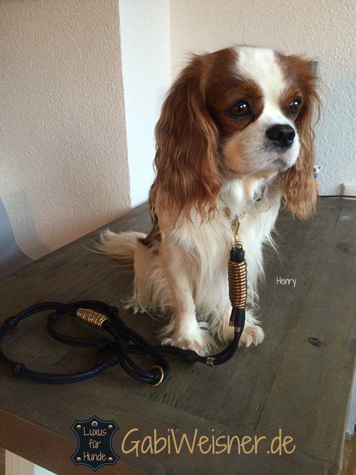 Luxus Hundehalsband exklusiv mit Ohr-Tunnel Leder Blau-Gold