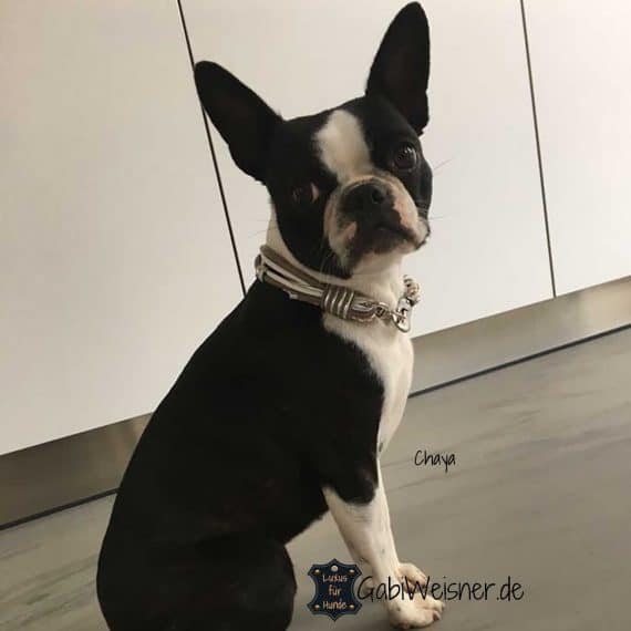 Luxus Hundehalsband für kleine Hunde, Taupe – Silber. Boston Terrier Chaya.