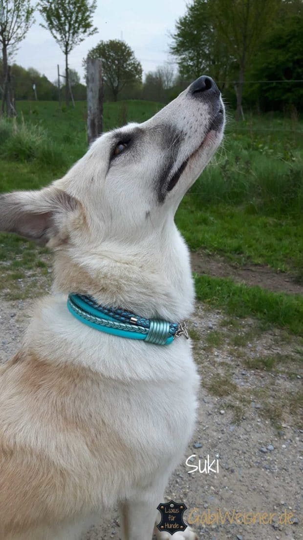 Hundehalsband 4 cm breit Leder Mix in Tuerkis