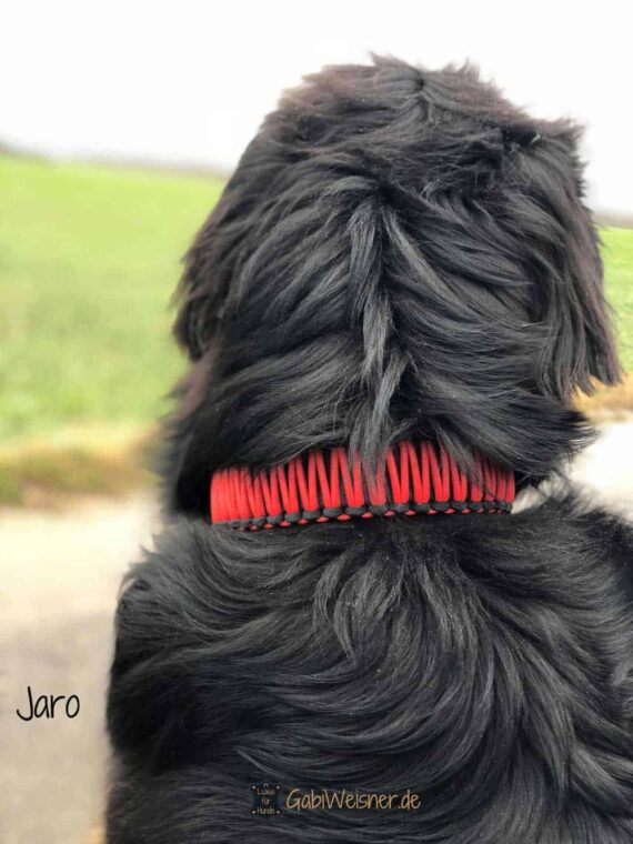 Hundehalsband Leder mit Zugstopp