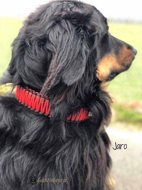 Hundehalsband Leder mit Zugstopp