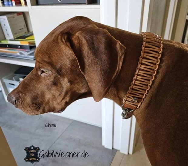 Rhodesian Ridgeback Chinu. Hundehalsband aus Leder 4 cm breit. Innenleder in Cognac, Knotenmuster mit Mandel.