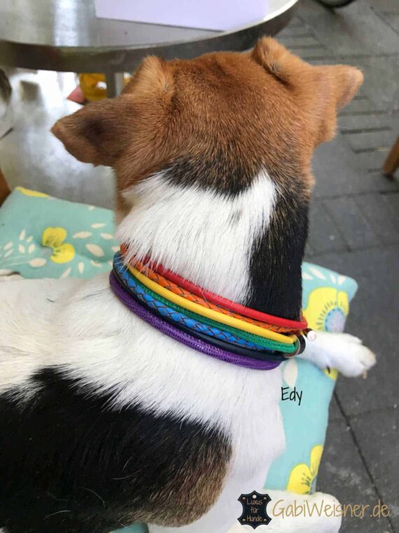 Hundehalsband Regenbogen 3 cm breit