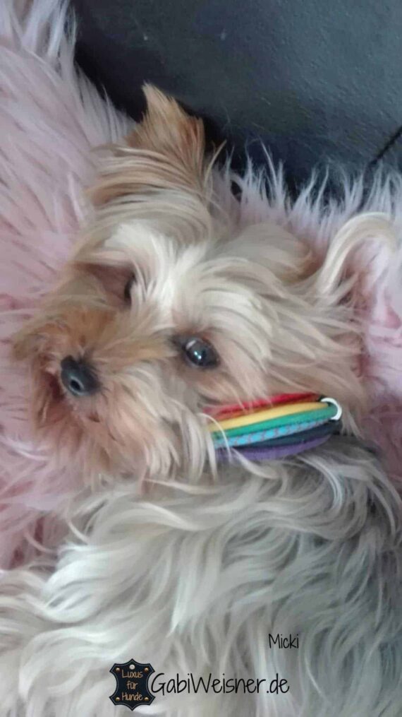 Hundehalsband Regenbogen 3 cm breit