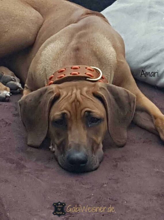 Hundehalsband und Leine aus Fettleder in Cognac