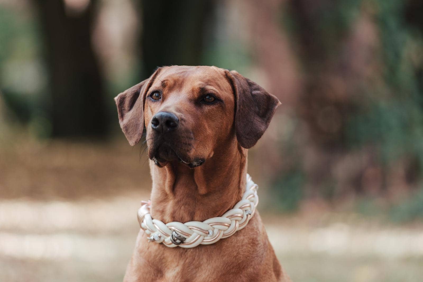 Hundehalsband Rhodesian Ridgeback Hochzeit Kyra