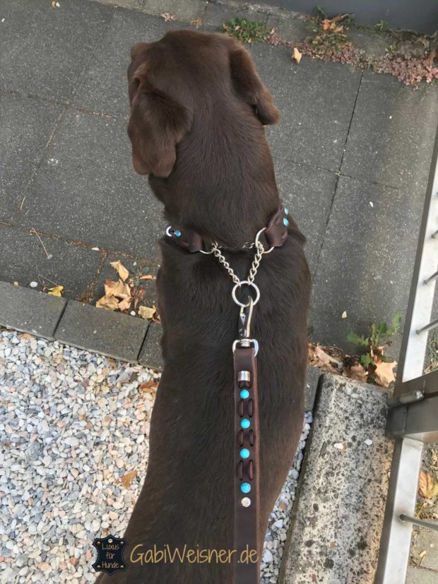Hundehalsband Zugstopp Fettleder in 3 Farben dekoriert mit türkisen