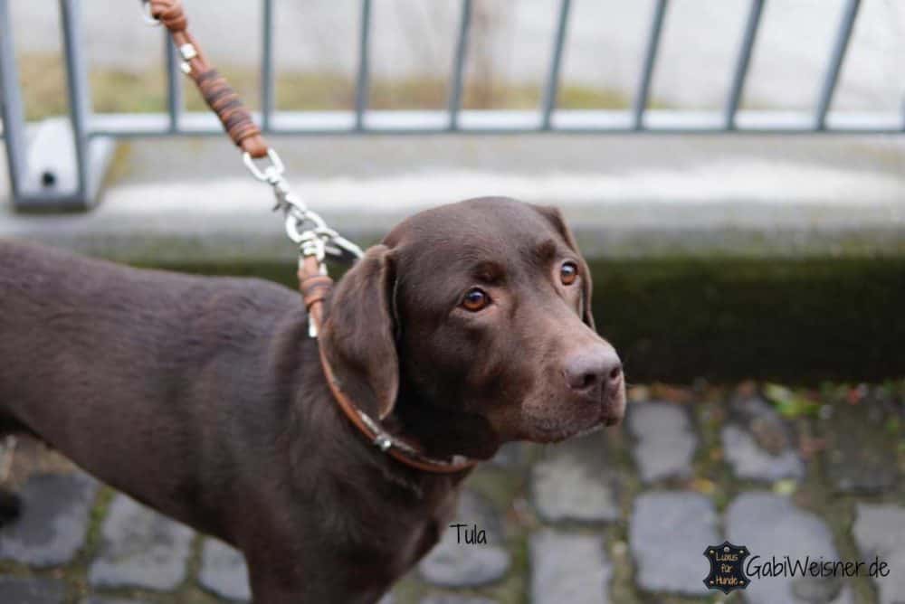 Weatherbeeta Hundehalsband Aus Leder – Gepolstert, Braun Mit Messingbeschlägen