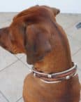 Trilus Nylon Hundehalsband In Braun, Größe S – Mit Bucklebone-Verschluss & Rostfreiem D-Ring