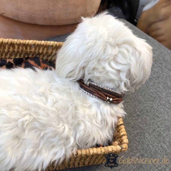 Mini Hundehalsband Leder Mix in Braun Perlmutt