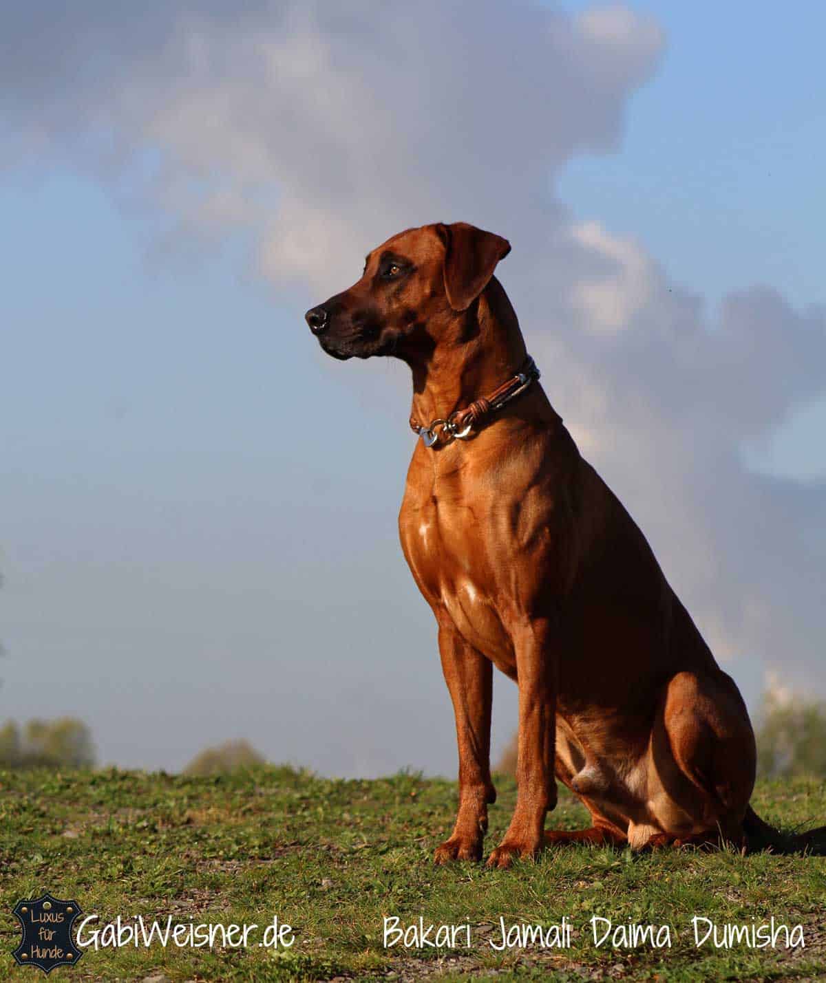 Hundehalsband Leder Mix in Braun Perlmutt Hundehalsband Leder Mix in Braun Perlmutt