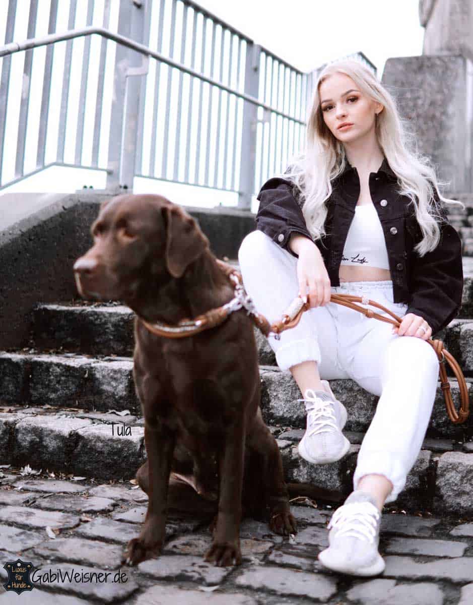 Hundehalsband Leder • Luxus für Hunde • exklusive Hundehalsbänder und  Leinen
