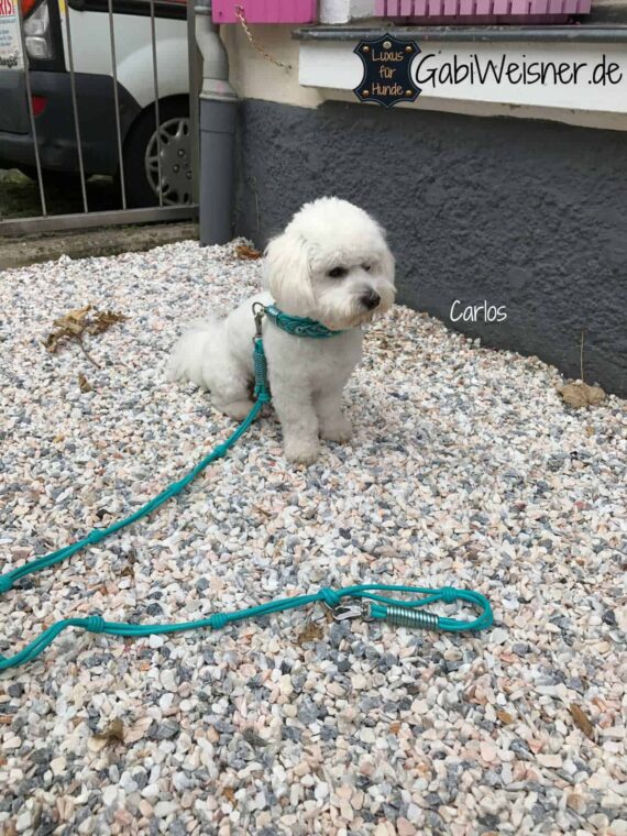 Hundehalsband 4 cm breit Leder in Türkis, Cotton de Tulear, Carlos