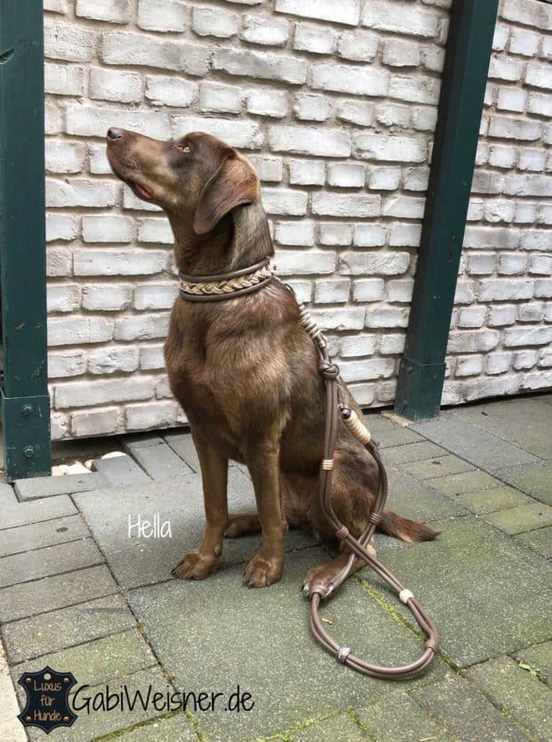 Hundehalsband Leder 4 cm breit. LUXUS für Hunde bis 45 cm Halsumfang