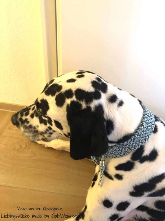 Hundehalsband mit Messingbeschlag, 3 cm breit und stufenlos verstellbar