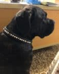 Serijoars Hundehalsband Mit Strass & Diamanten – Weiches Veloursleder, Größe S (27-33 Cm), Rosa | Glitzerndes Accessoire Für Kleine Hunde