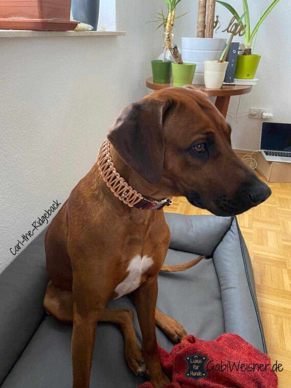 Hundehalsband mit Klickverschluss Leder 35 mm breit
