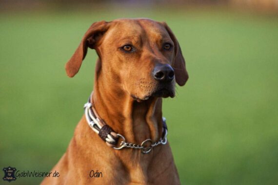 Hundehalsband Leder Mix in Beige/Braun. Rhodesian Ridgeback Odin