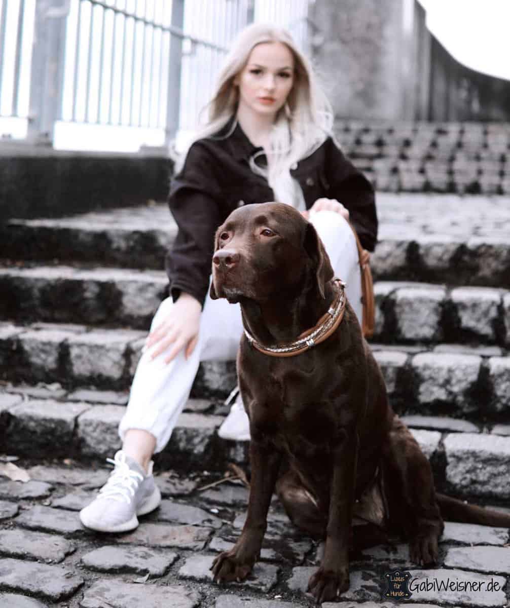 Luxus Hundehalsband mit Hundeleine Leder Metall Edelstahl Hundehalskette  35-55cm
