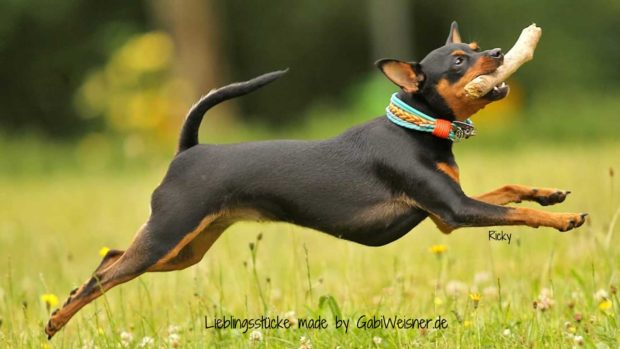 Hundehalsband für kleine Hunde Leder Mix in Tuerkis und Orange