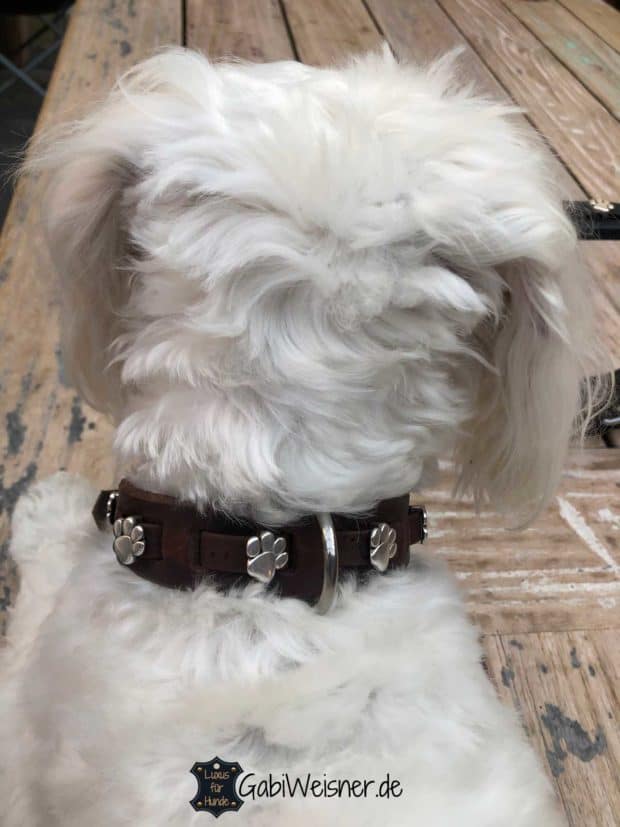 Hundehalsband mit Pfoten