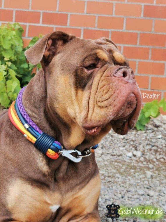 Regenbogen Hundehalsband Leder Mix für ganz große Hunde