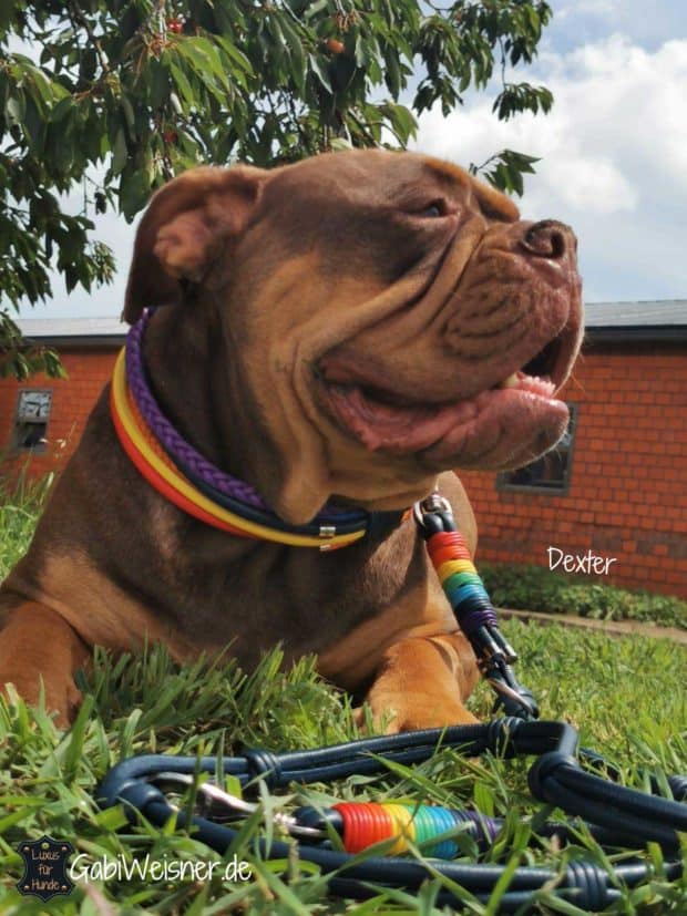 Impoosy Hundehalsband & Leine Set In Regenbogen – Verstellbar, Für Alle Hundegrößen