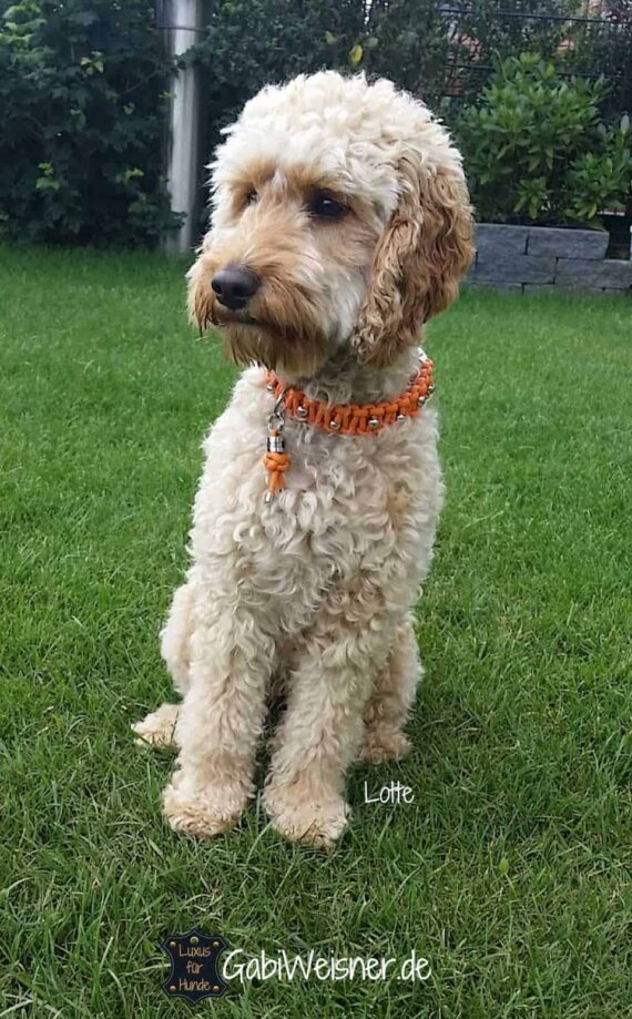 Halsband für kleine Hunde, Edelstahl dekoriert auf Leder in Orange