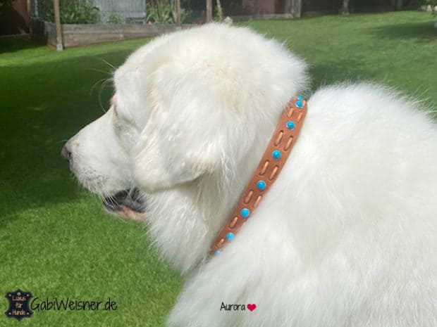 Zugstopp Halsband für große Hunde bis 60 cm Kopfumfang