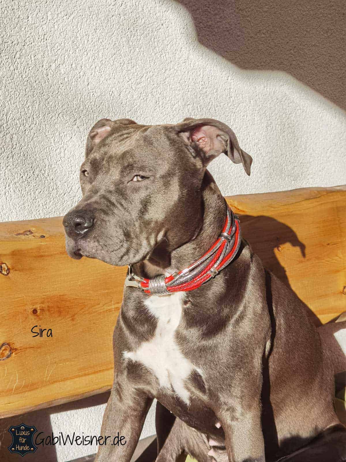 Luxus Halsband für große Hunde, dekoriert mit 5 OhrTunnel