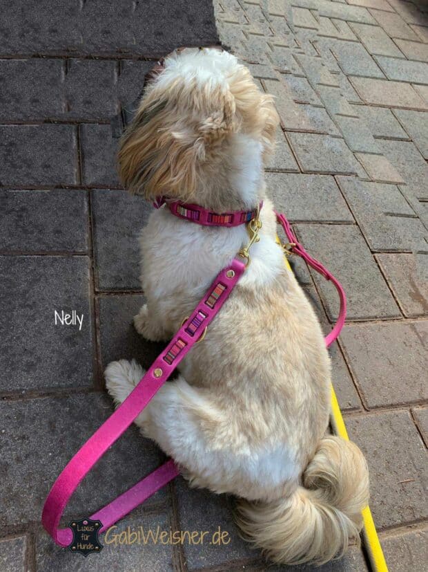 Lederhalsband und Leine in Pink, für kleine Hunde