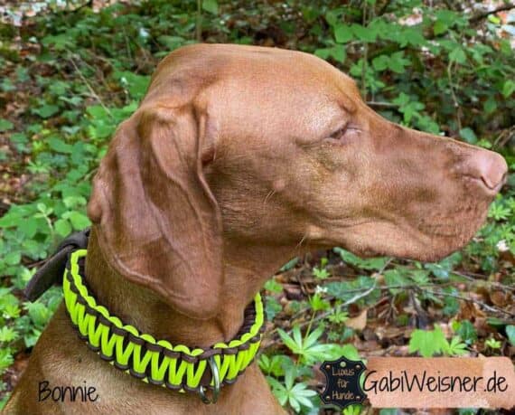 Hundehalsband Neon Gelb Leder 3 cm breit