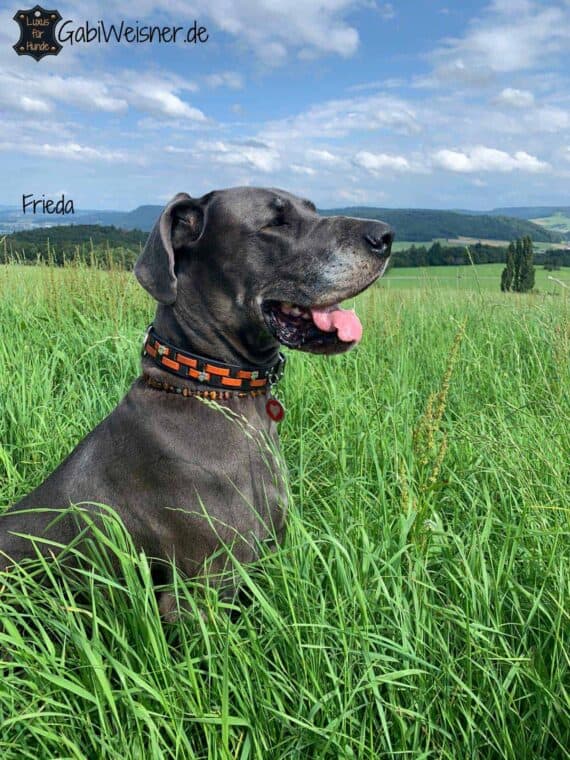 Hundehalsband aus Leder 35 mm breit. Deutsche Dogge Frieda