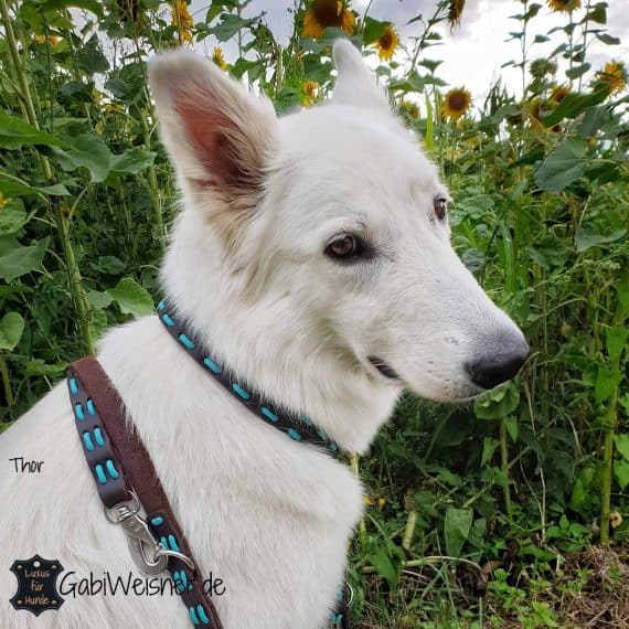 Hundehalsband und Leine SET aus Leder in Braun, Nappaleder in Türkis. Schäferhund Thor.