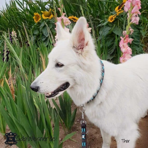 Hundehalsband und Leine SET aus Leder in Braun, Nappaleder in Türkis. Schäferhund Thor.