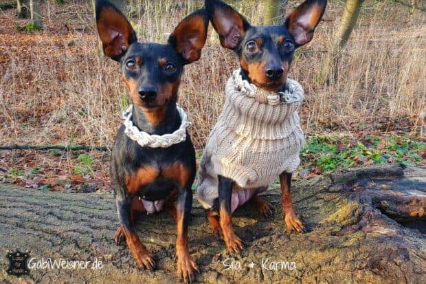 Lederhalsband für kleine Hunde. Nappaleder 3 cm breit geflochten und mit mini-Skull dekoriert. Bestückt mit Sprenger Haken + Doppelwirbel, damit ist das Halsband einmal weiter verstellbar.