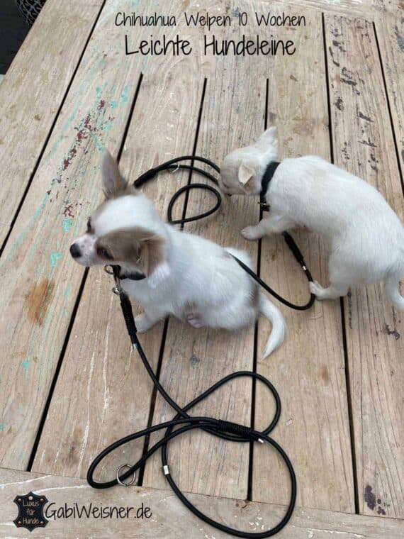 Leichte Hundeleine, Lederleine für kleine Hunde, Welpen, Chihuahua