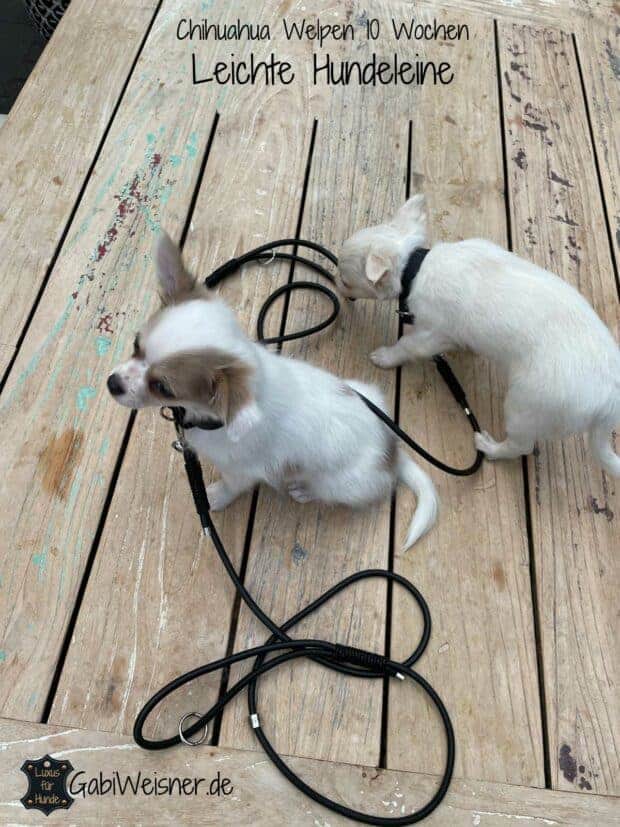 Elropet Hundeleine Navajo Für Kleine Hunde Bis 15 Kg – 2 M, 8 Mm, Mit Handschlaufe