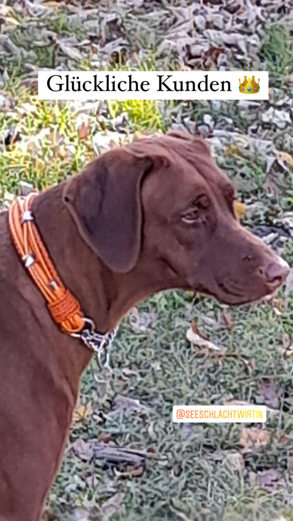 Hundehalsband Leder Mix in Orange. Dekoriert mit 5 Ohr-Tunnel. Luxus für große Hunde. Edle Rind- und Nappaleder im Mix ca. 3,5 breit. Rhodesian Ridgeback Naomi