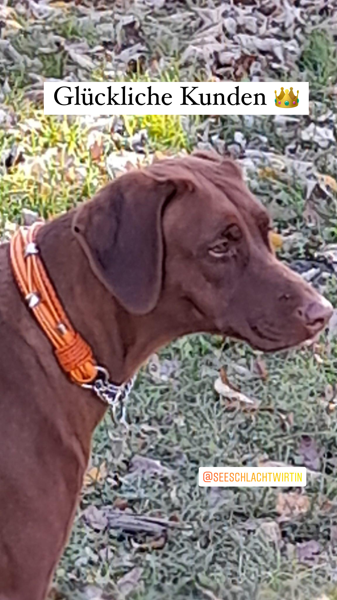 Luxus Hundehalsband in orange braun oder schwarz Leder mit eleganten  Ornamenten, Design Orange - Superpipapo