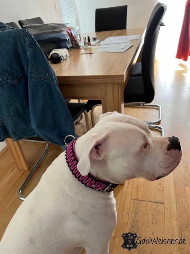 Hundehalsband verstellbar, Leder 4 cm breit. Pink, Candy, Schwarz, 5 Ösen.